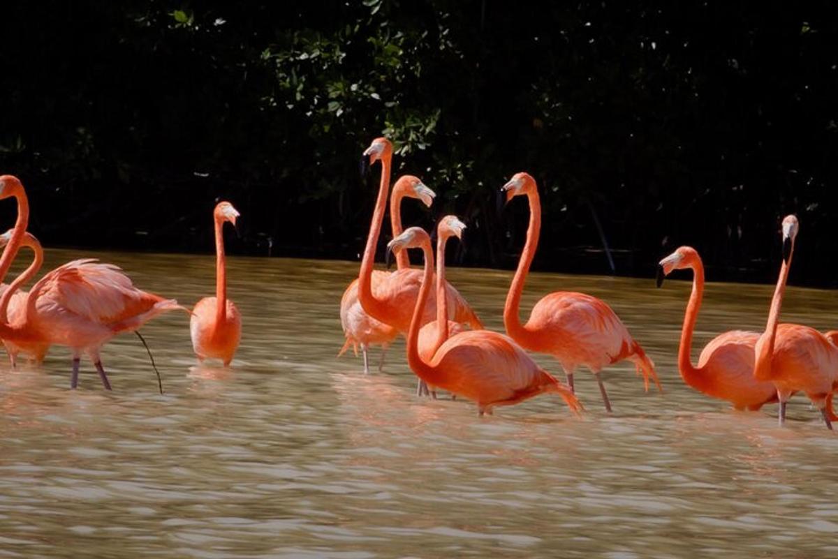 een groep flamingo's die in het water lopen