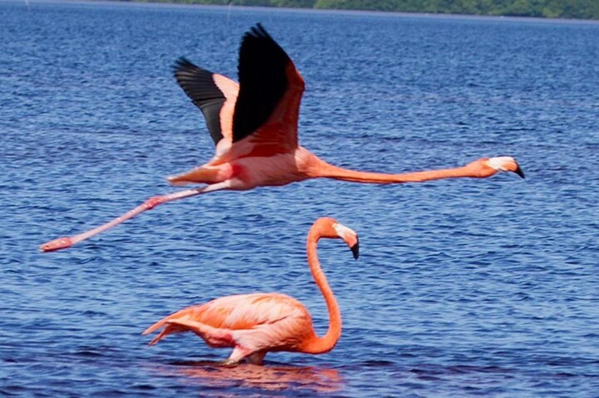 twee flamingo's vliegen over een watermassa