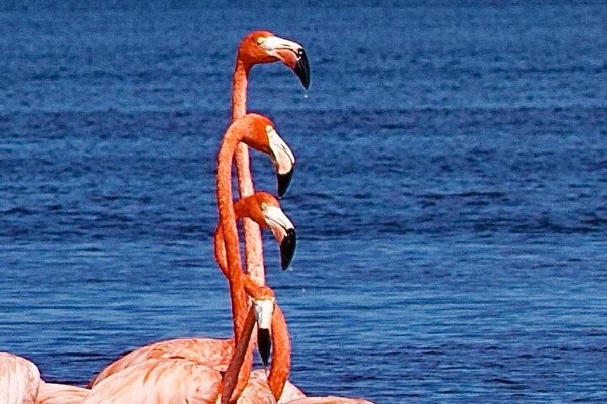 dua flamingo berdiri di hadapan air