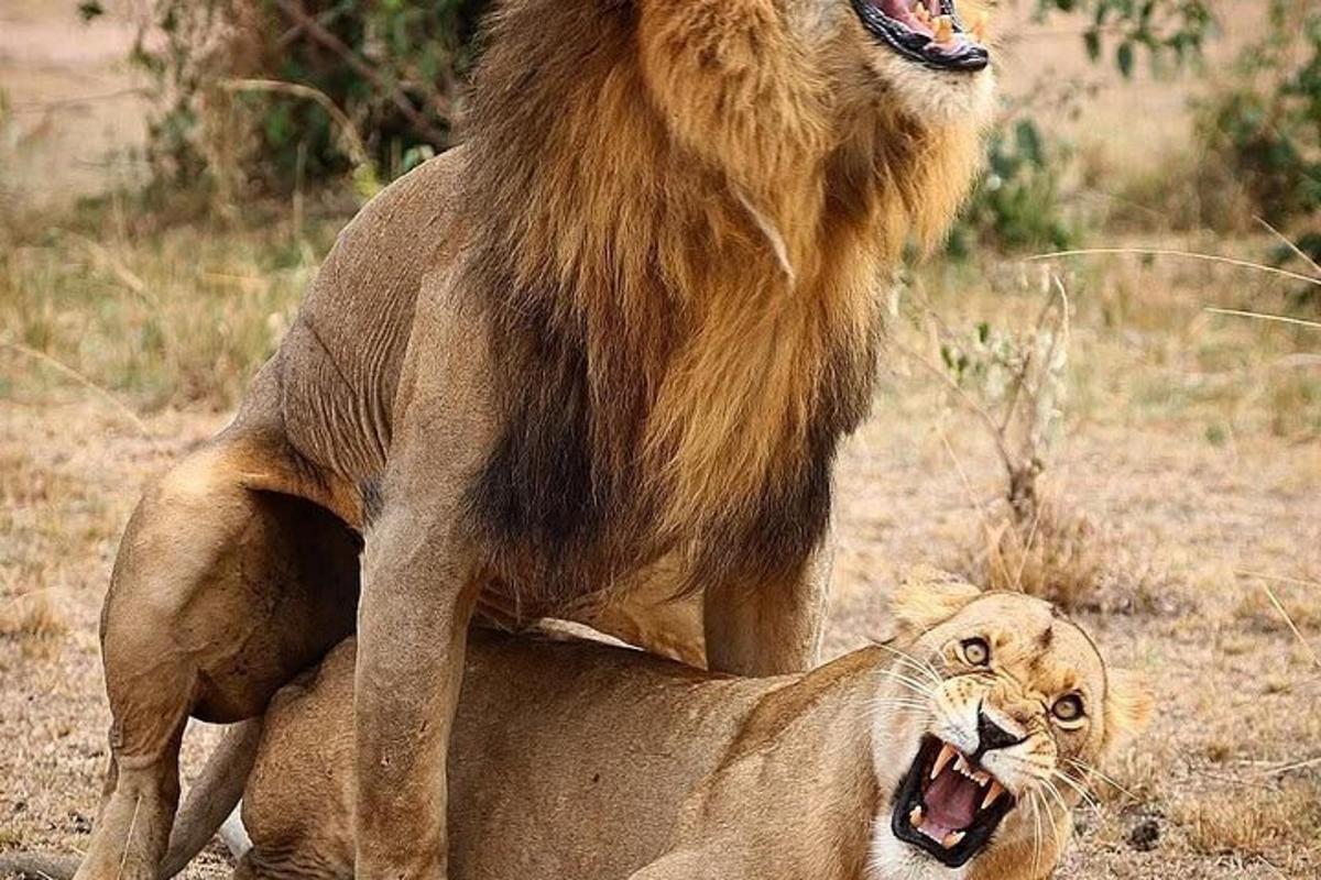 Un león parado sobre la espalda de un cachorro de león