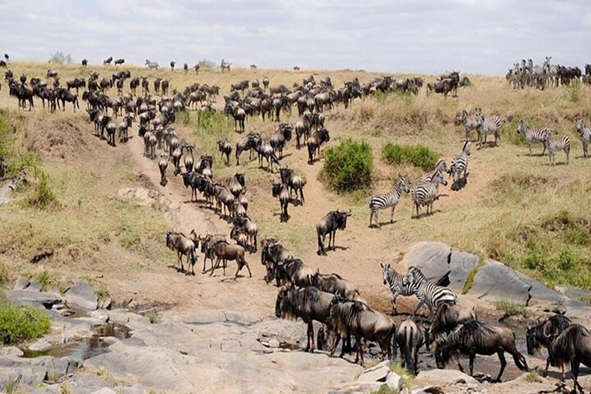 una manada de cebras y otros animales en un campo