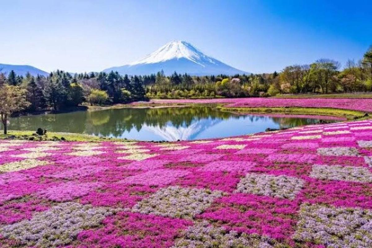一片花田，背景是一座山