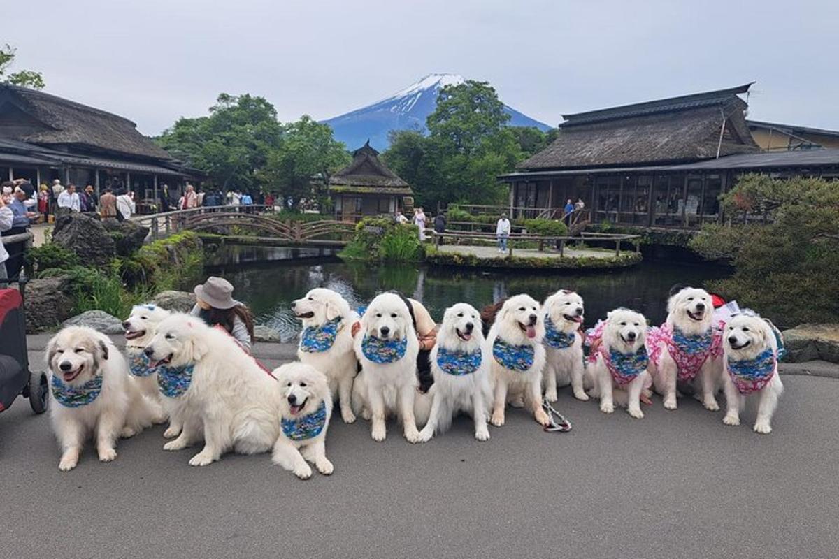 Un grupo de perros blancos con pañuelos de pie en un grupo