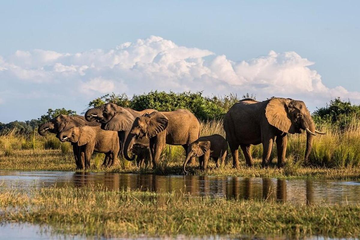 kawanan gajah berdiri di samping perairan