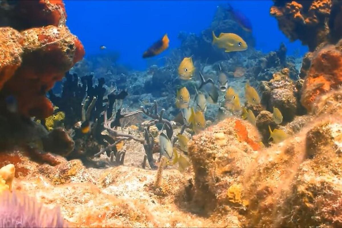 un banc de peixos en un escull de corall