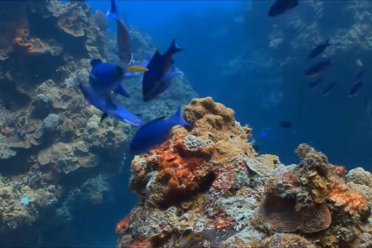 un grup de peixos blaus nedant sobre un escull de corall