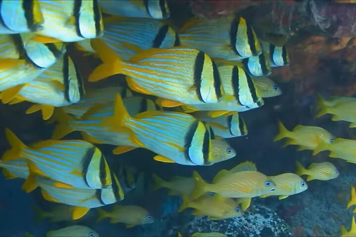 een groep gele vissen in een aquarium
