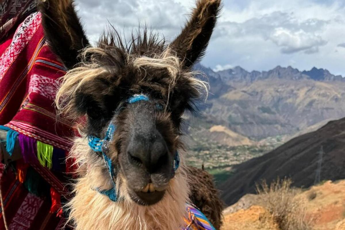 un primer pla d'una llama amb muntanyes al fons