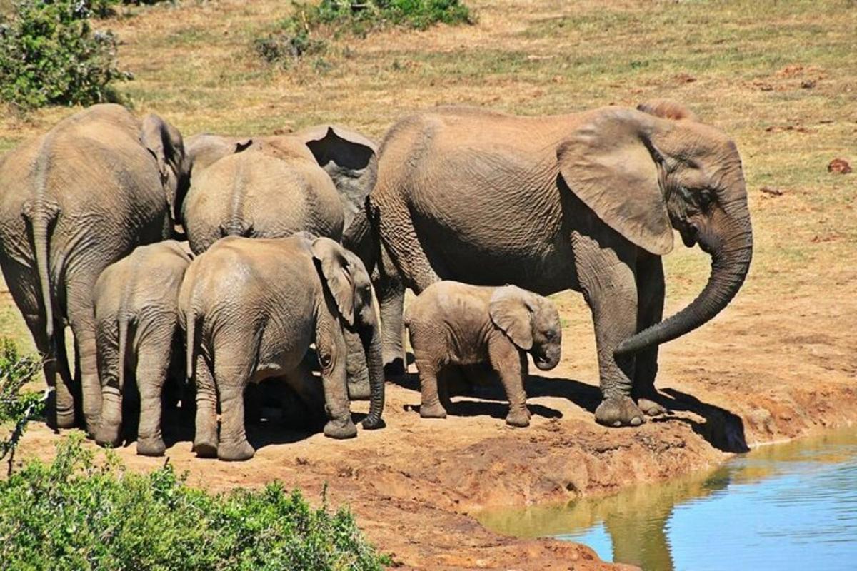 una mandria di elefanti in piedi accanto a un abbeveratoio