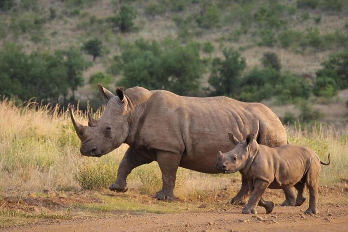 un rinoceronte e un cucciolo di rinoceronte che camminano su una strada sterrata