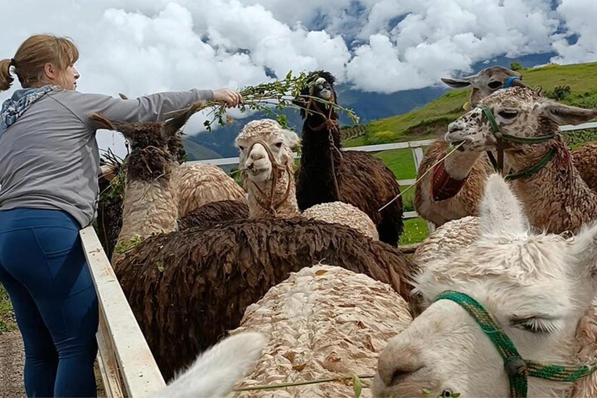 o femeie care stă lângă un grup de animale