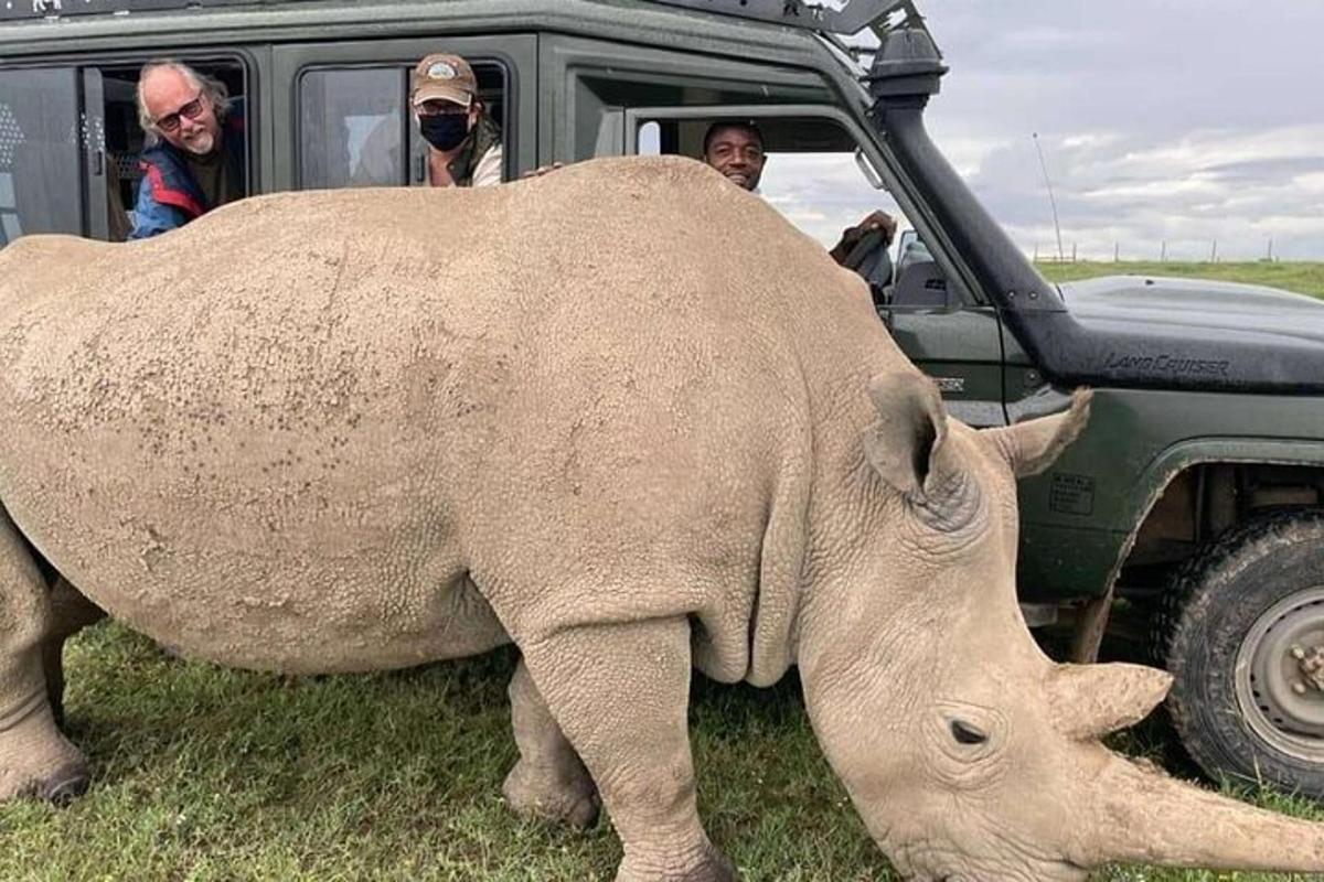 en stor elefant som står ved siden av en jeep