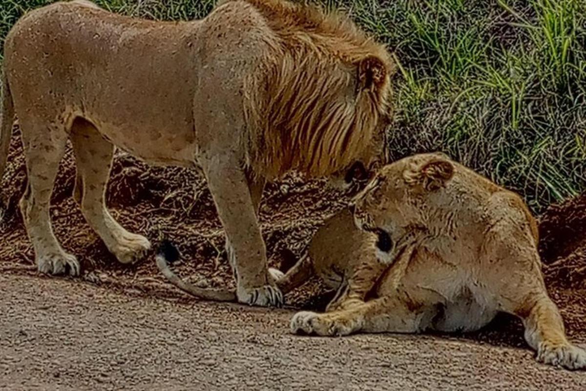 a lion standing next to a lion laying on the road