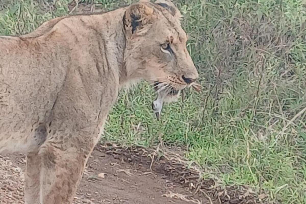 a lion standing in a field of grass