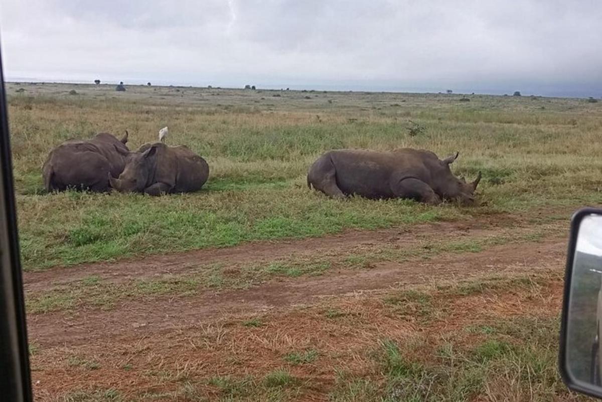 three rhinos laying in the grass in a field