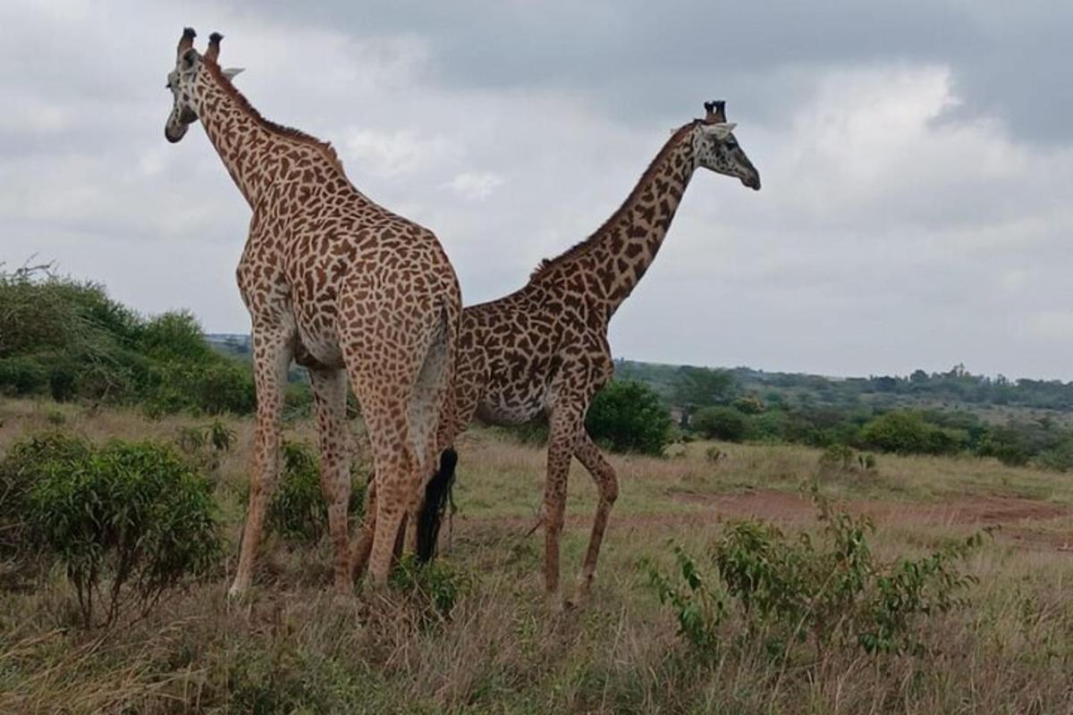 two giraffes standing next to each other in a field