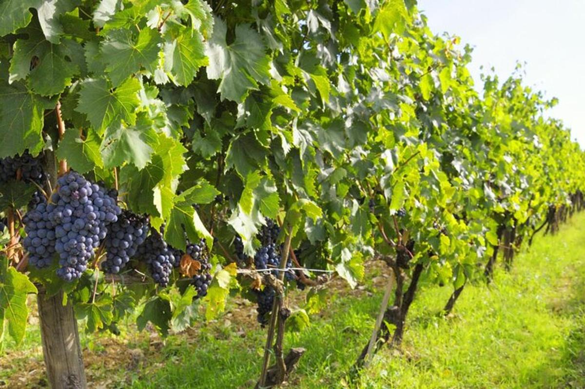 un ciorchine de struguri atârnat de copaci într-un câmp