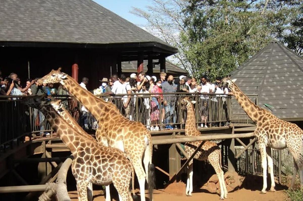 a group of giraffes standing in front of a crowd
