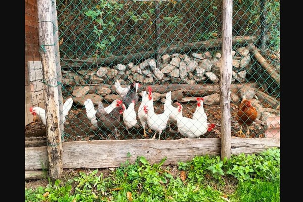un gruppo di polli in piedi in una gabbia