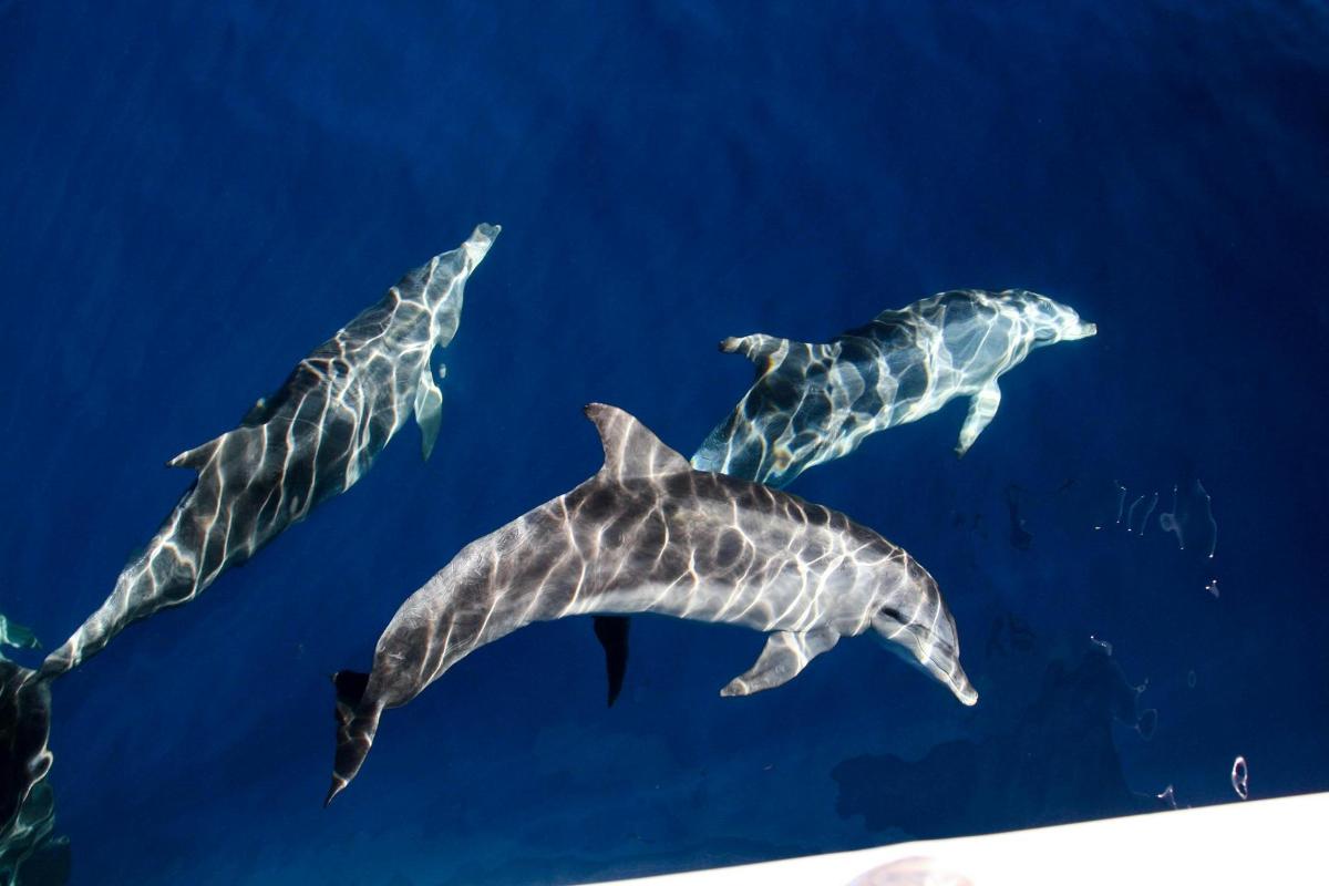 a group of three dolphins swimming in the ocean