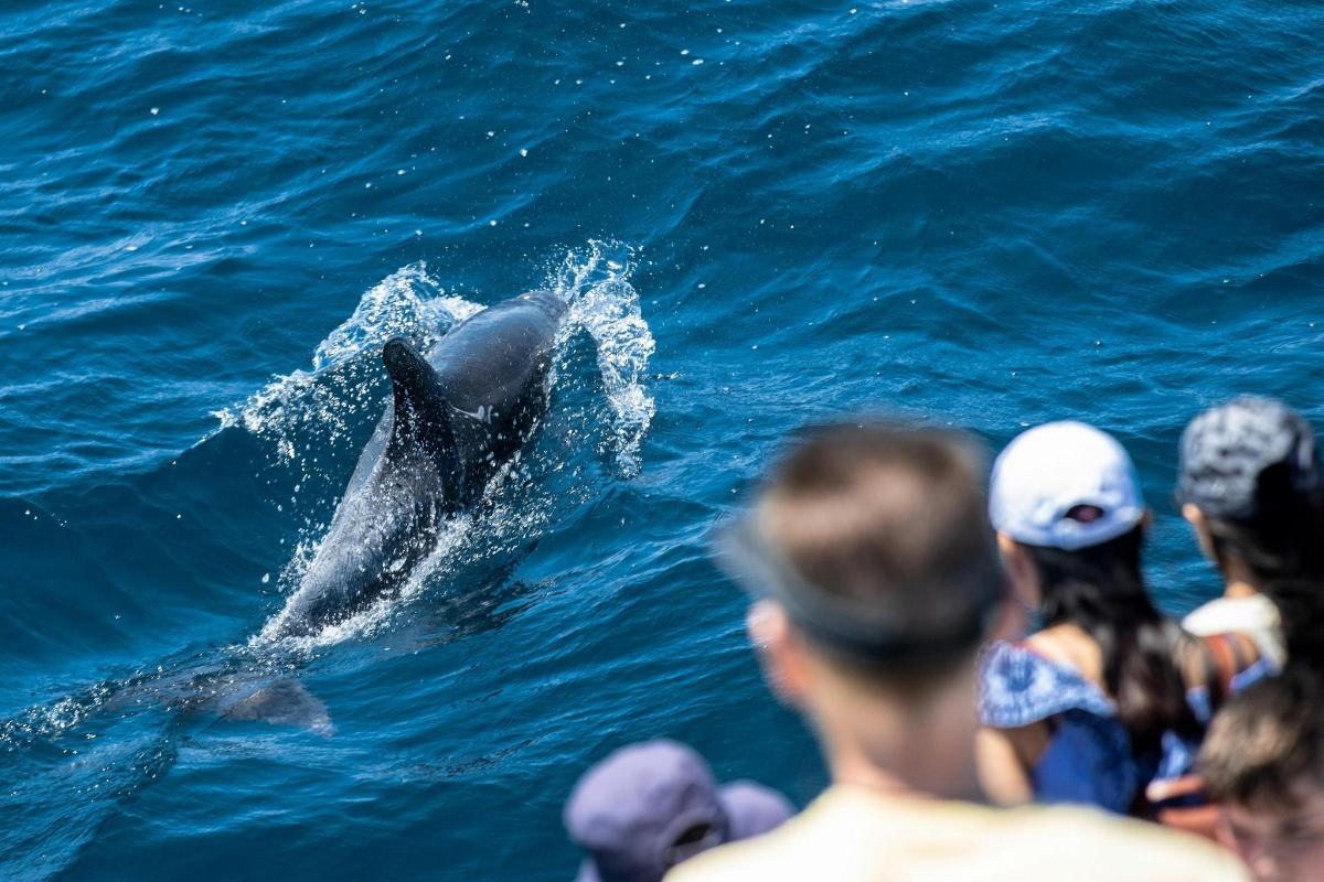 a dolphin in the water next to a group of people