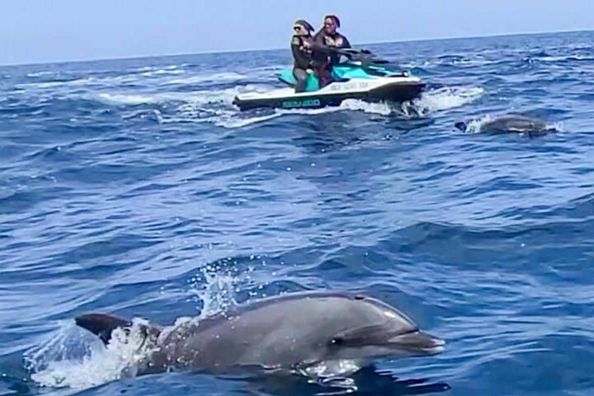 水中のジェットスキーに乗った2頭のイルカと2人