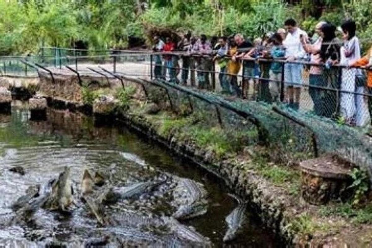 sekelompok orang yang melihat binatang di kebun binatang