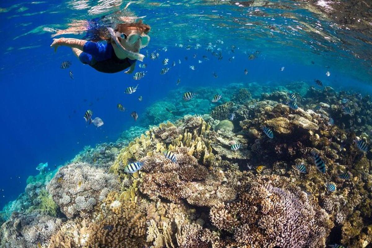 Una mujer está nadando sobre un arrecife de coral.