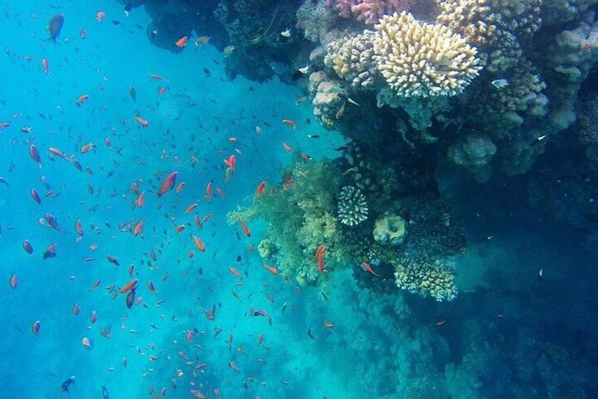 un arrecife de coral con peces en el océano