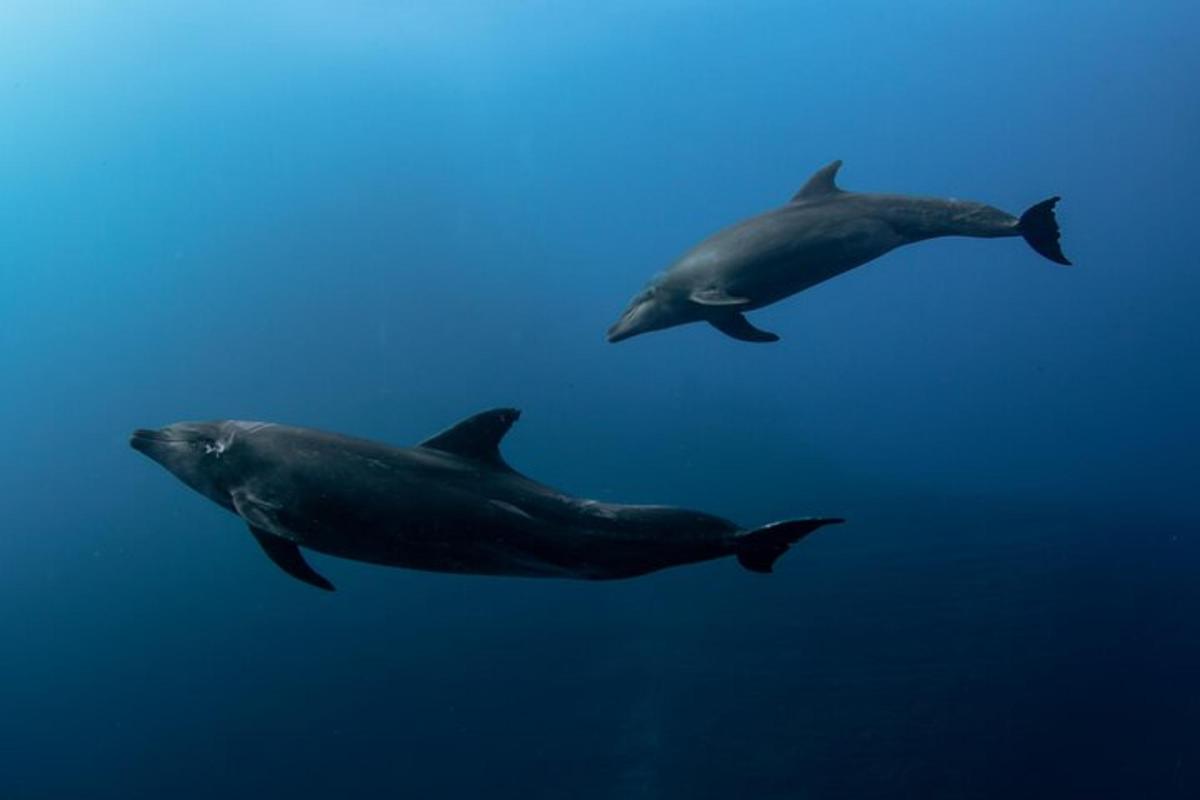 una coppia di delfini che nuotano nell'acqua