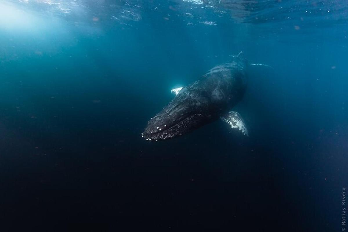 una balena che nuota nell'acqua dell'oceano
