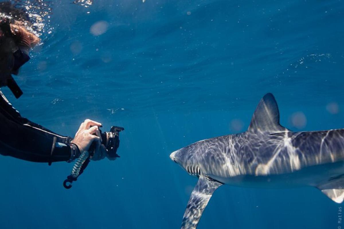 osoba fotografující žraloka
