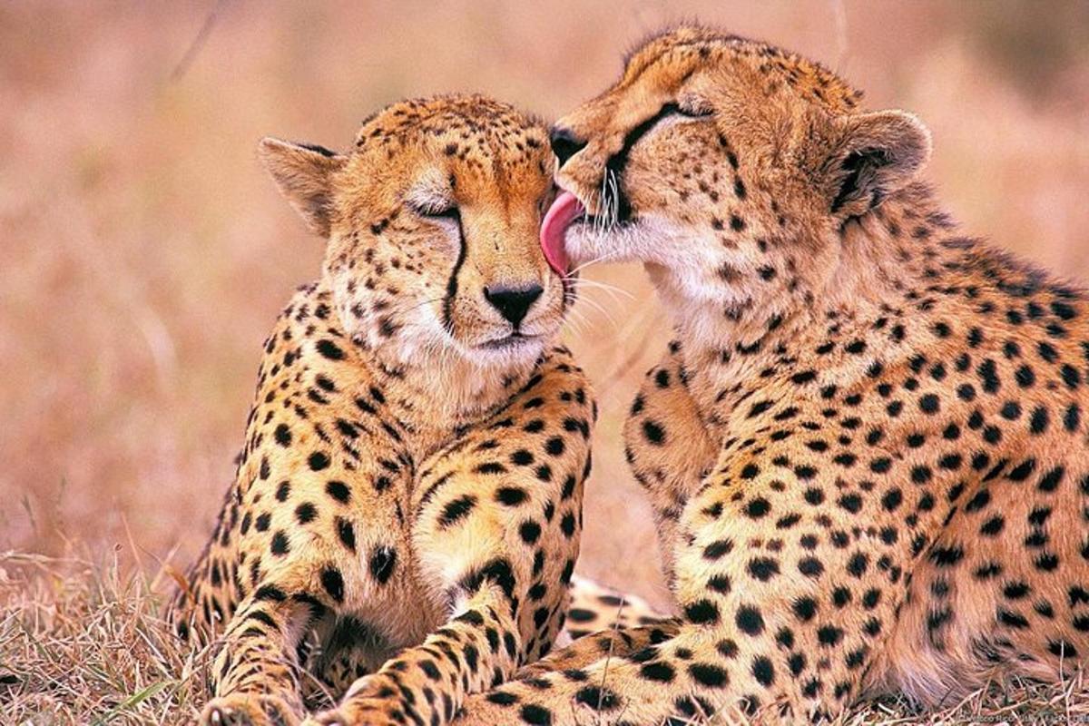 dua cheetah berbaring di rumput dengan mulut mereka