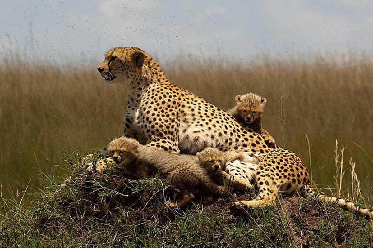seekor cheetah dan anak-anaknya berbaring di rumput