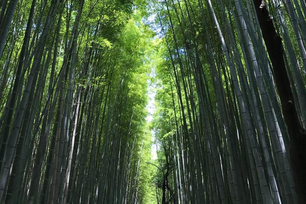 una foresta di alti alberi di bambù con il cielo sullo sfondo