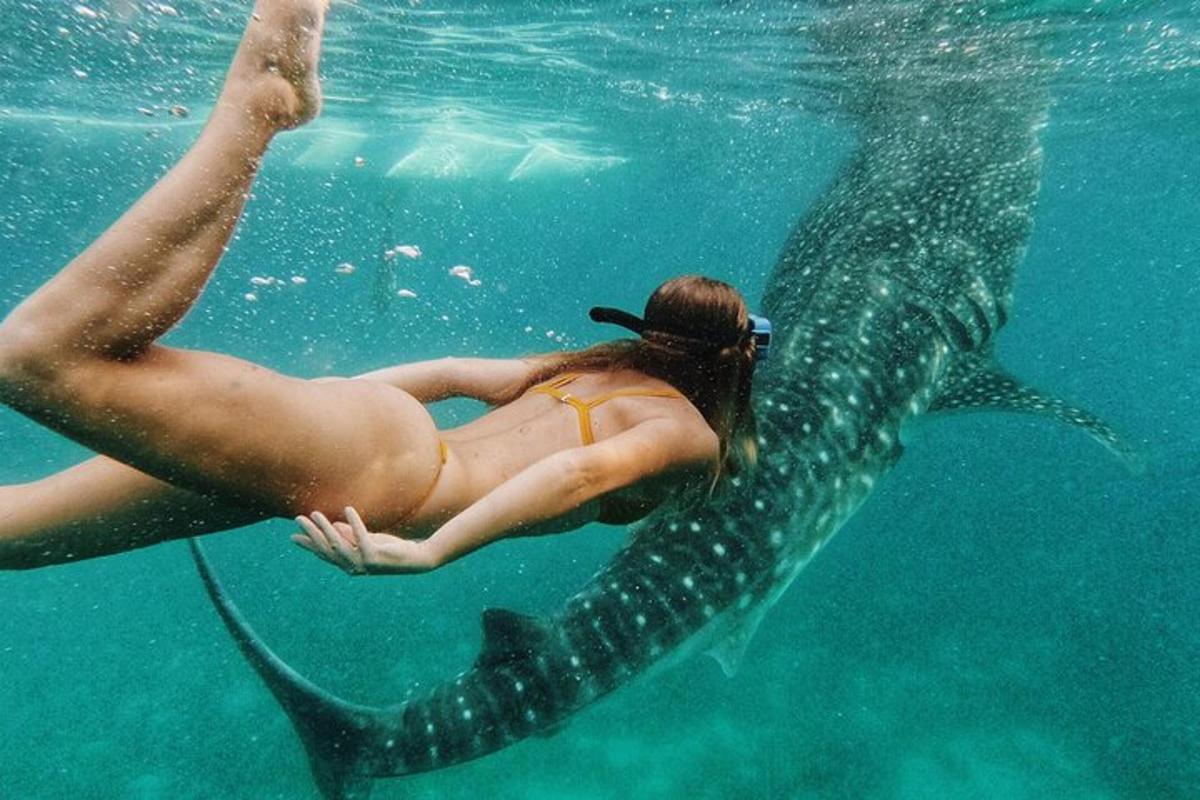 Una mujer nadando con un tiburón ballena en el agua.