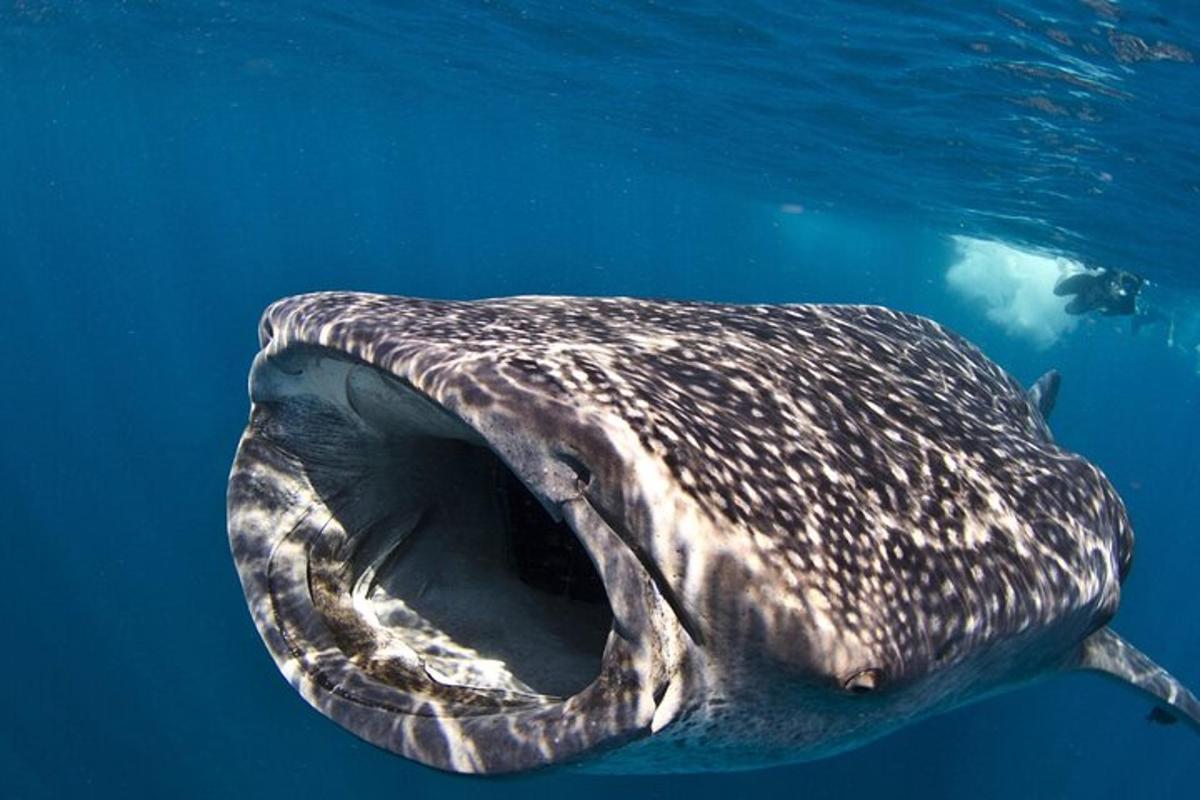Un tiburón ballena nadando en el agua azul