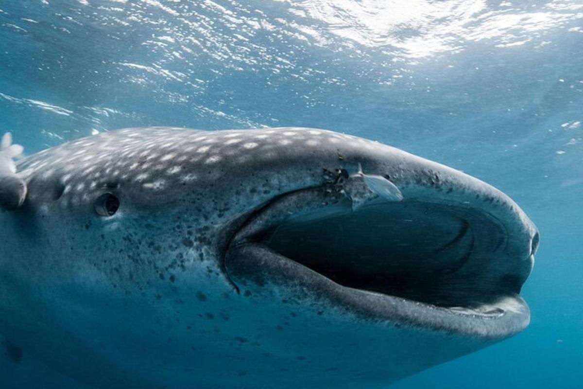 un tauró balena nedant a l'aigua