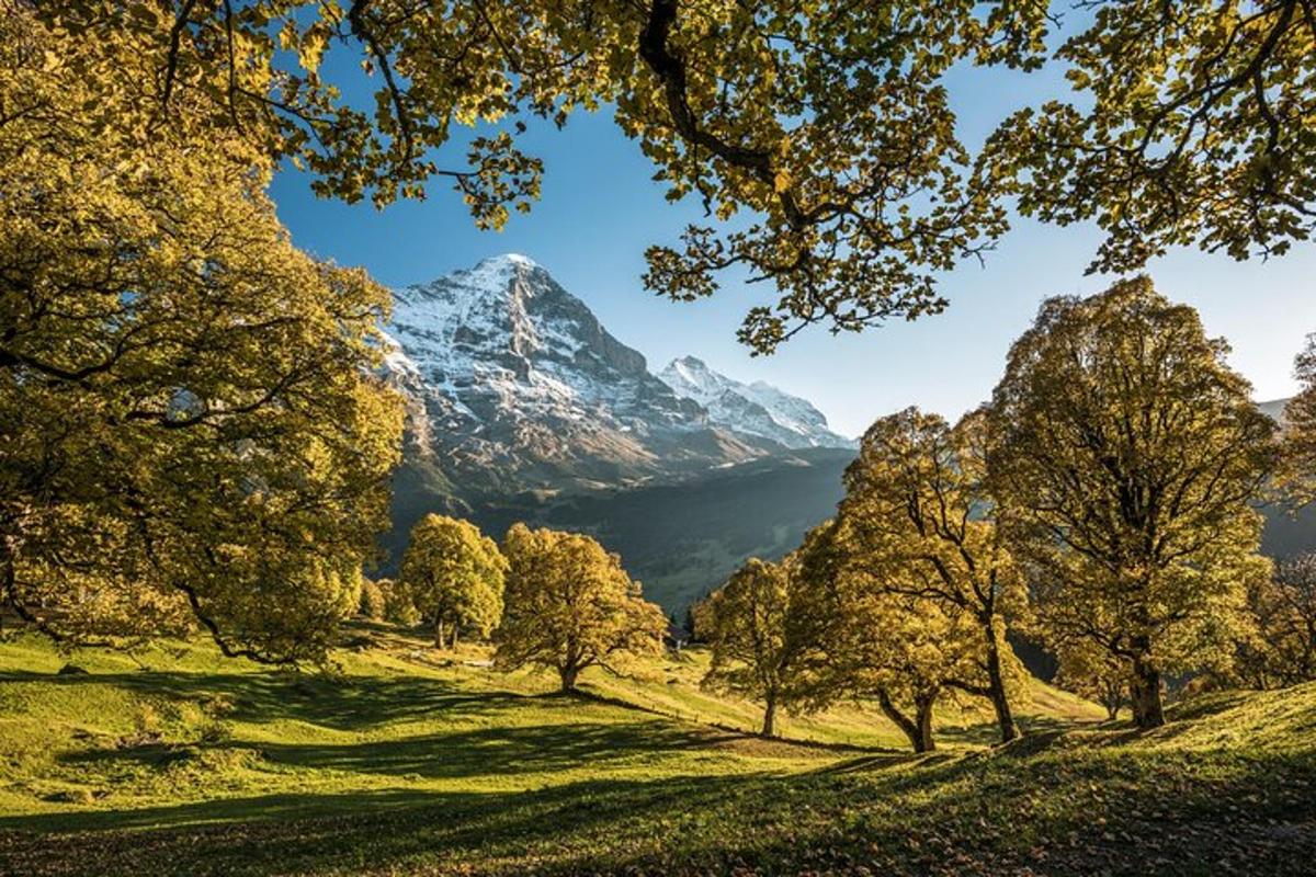 a view of a mountain with trees in a field