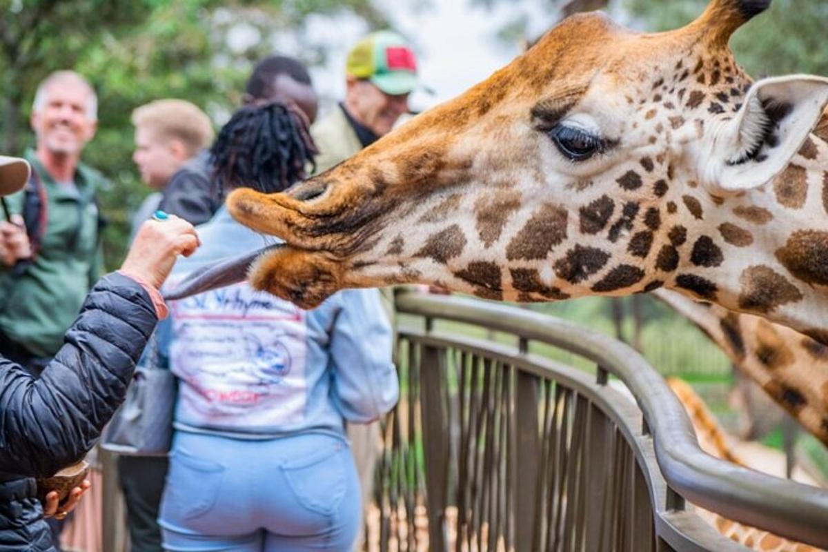a giraffe is being fed by a person