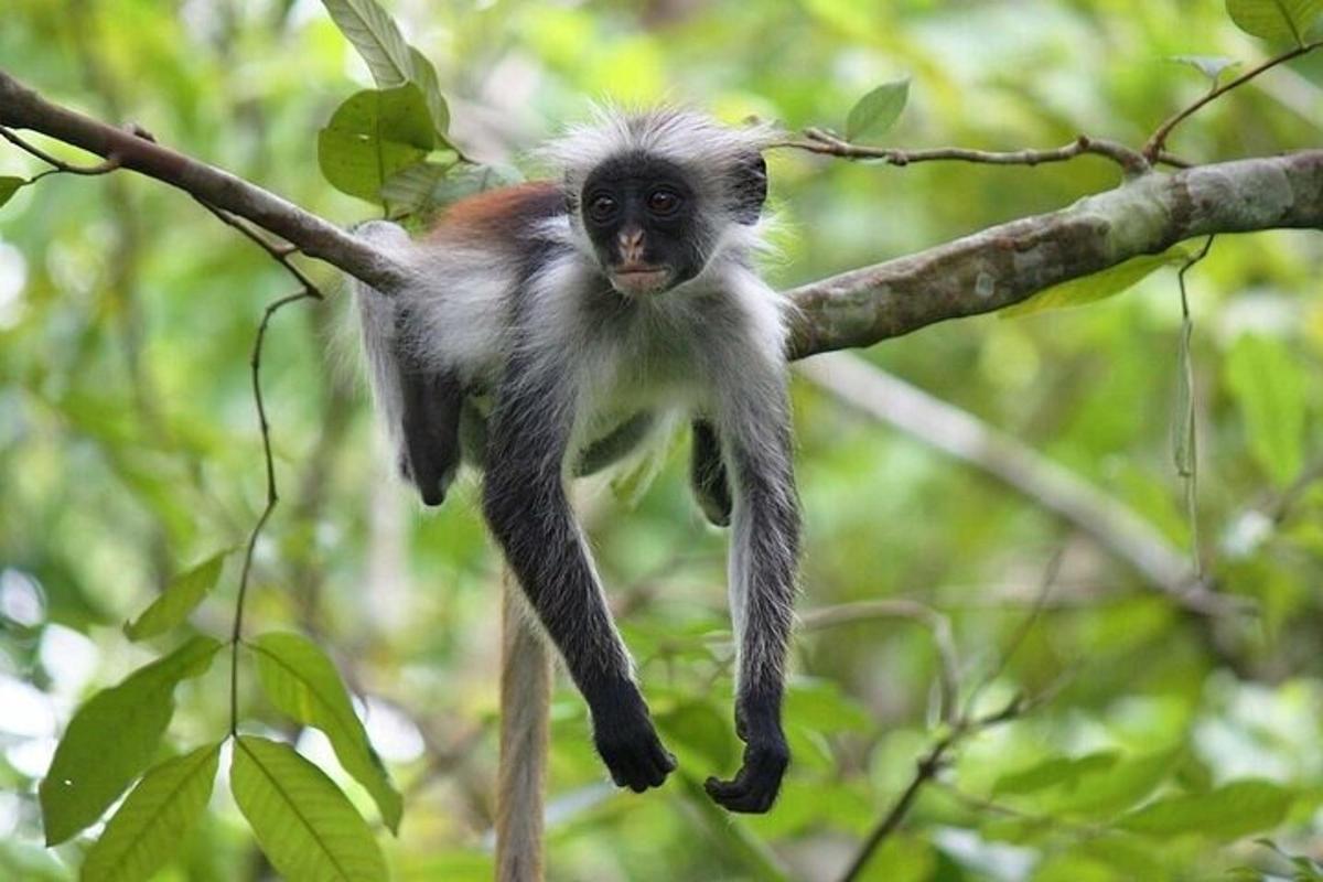 seekor monyet kecil tergantung di dahan pokok