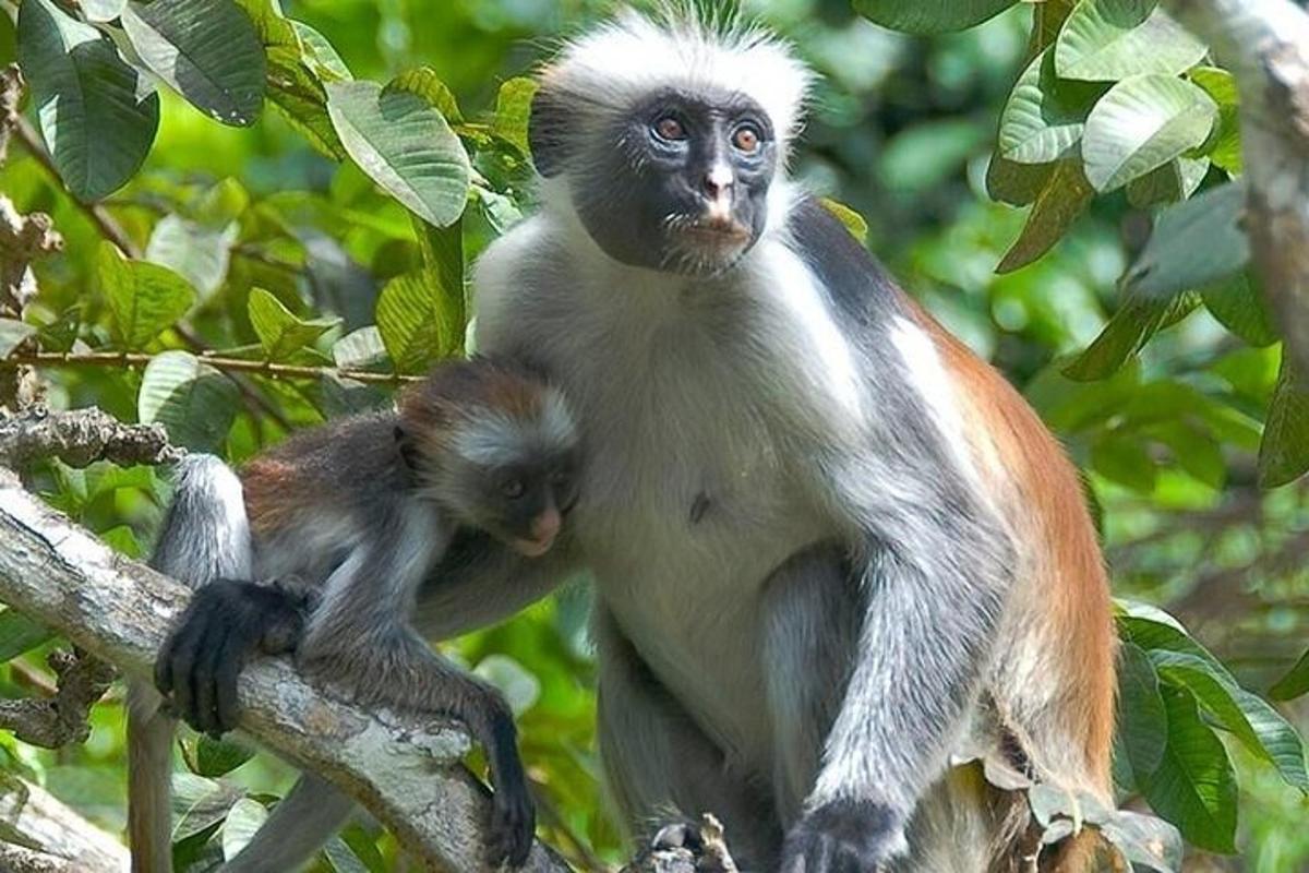 monyet dan anak monyet duduk di atas dahan pokok