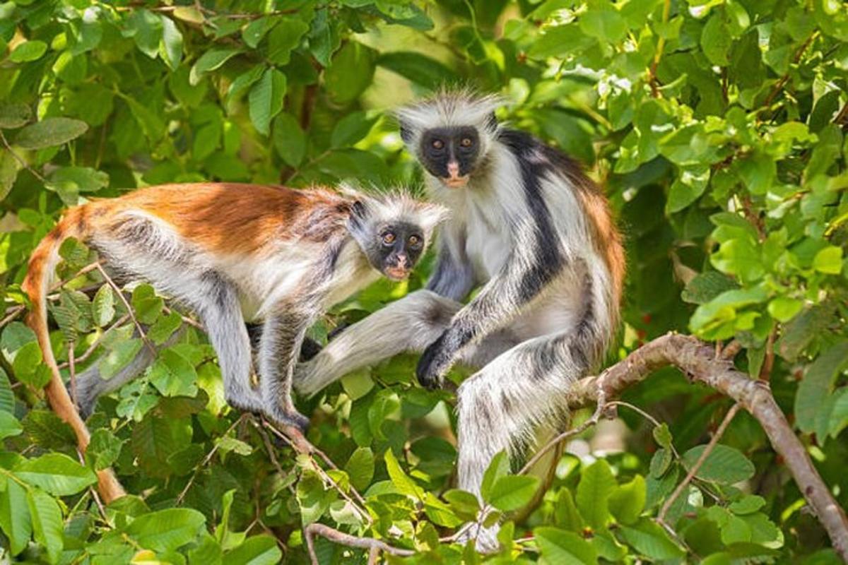 dua ekor monyet sedang duduk di atas dahan pokok