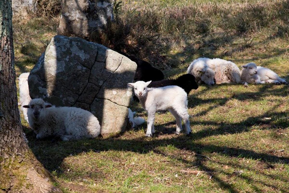 a group of sheep laying in the grass next to a rock