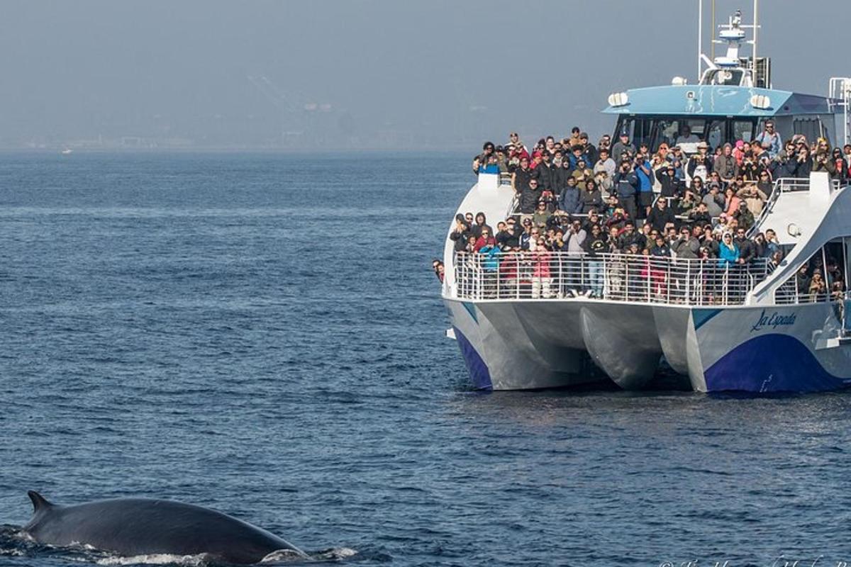 un folto gruppo di persone su una barca e una balena