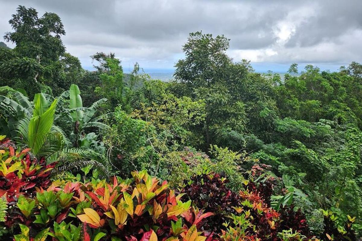 uma floresta cheia de muitas plantas e árvores