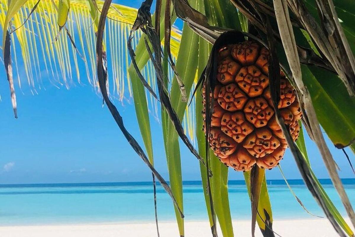 ananas visící z palmy na pláži