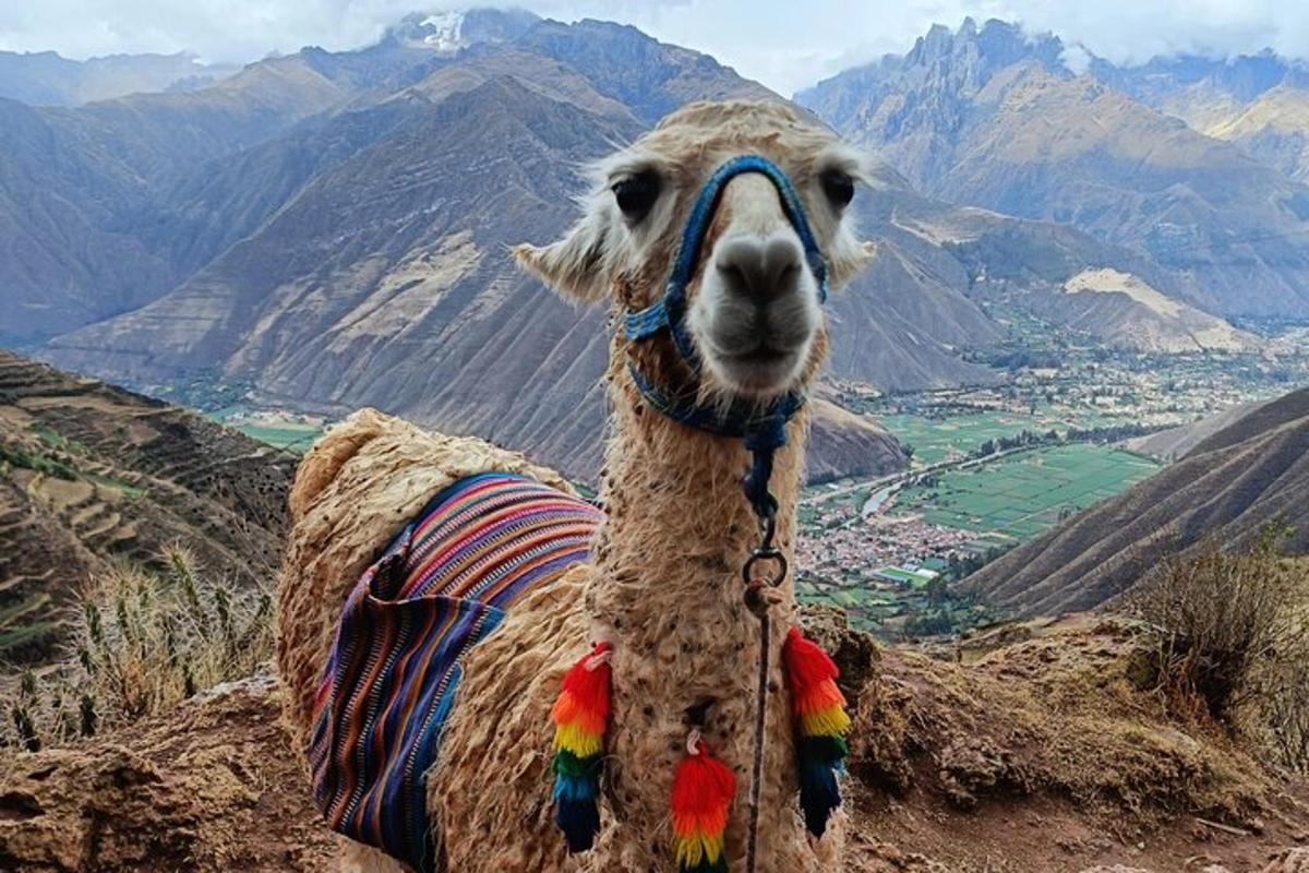 llama memakai selimut di atas gunung