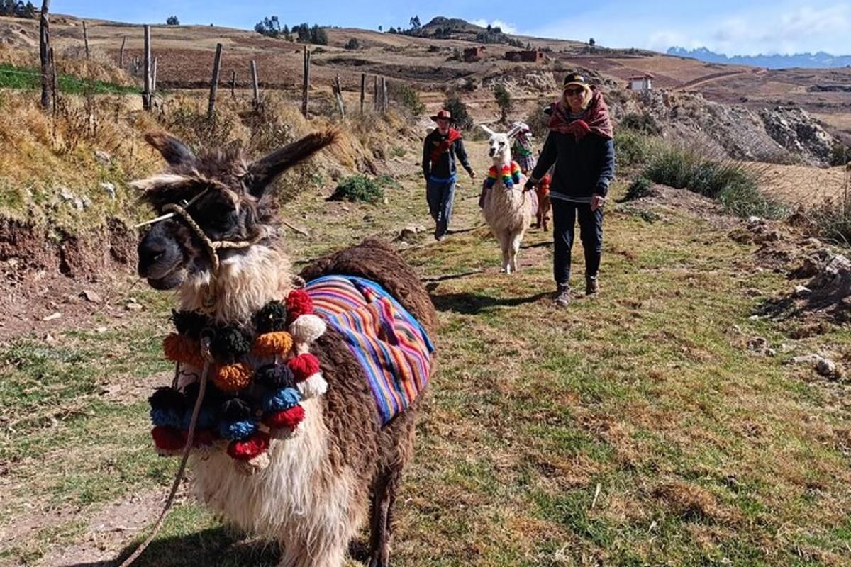 sekumpulan llama berjalan menuruni bukit dengan orang ramai