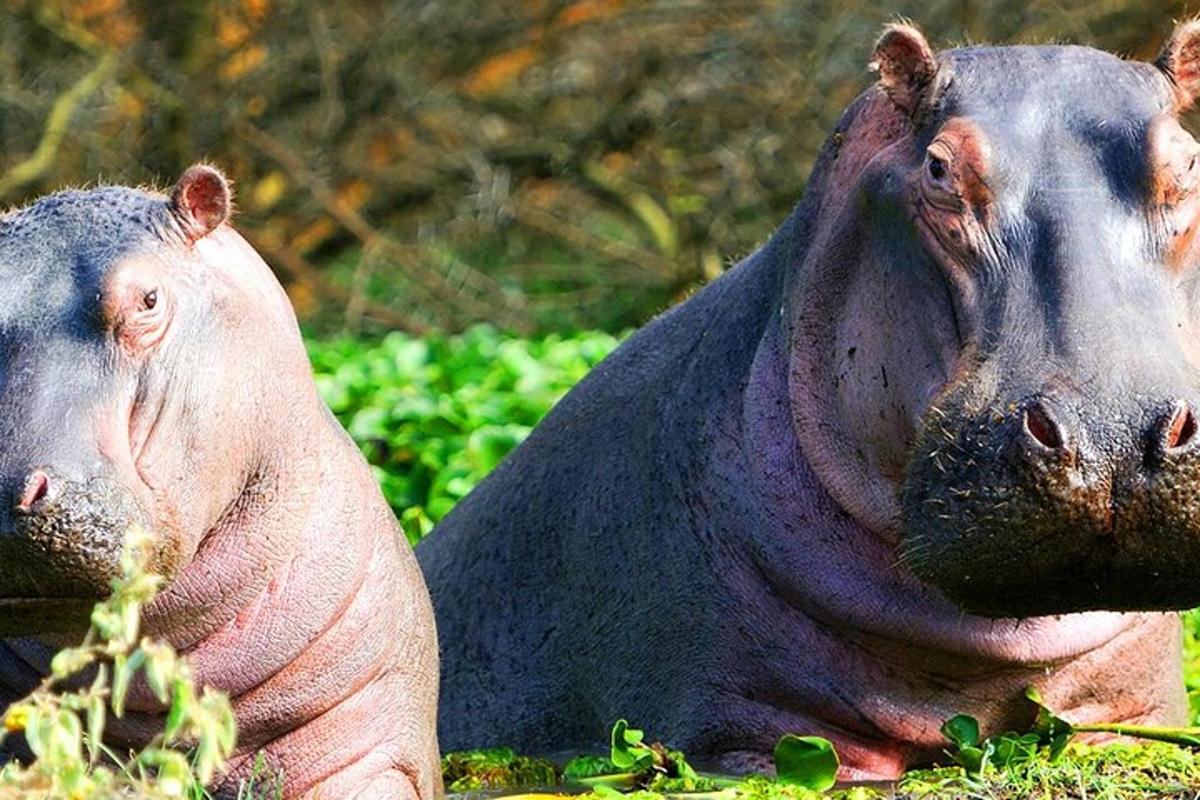 two hippos laying in the grass in a field